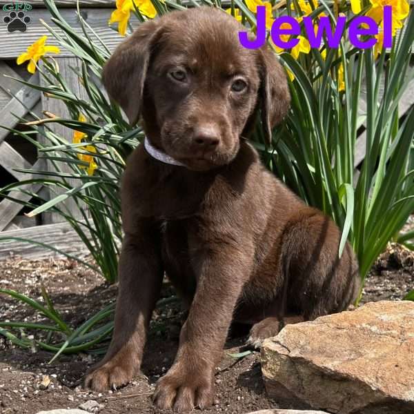 Jewel, Chocolate Labrador Retriever Puppy